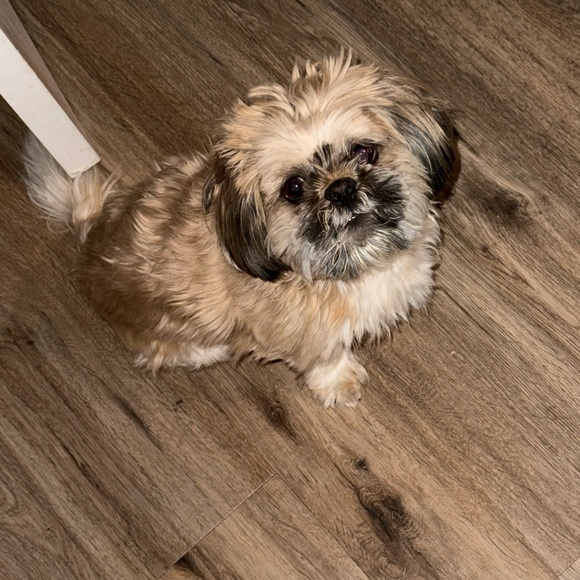 Meet your Posher, Athena- LIKE THIS LISTING TO BE ALERTED FOR POSH SHOWS 🤗 - Picture 4 of 16